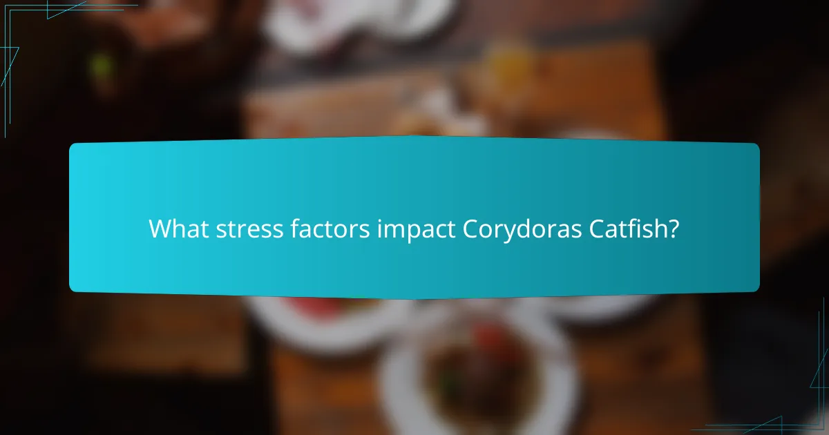 What stress factors impact Corydoras Catfish?