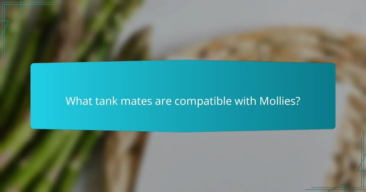 What tank mates are compatible with Mollies?